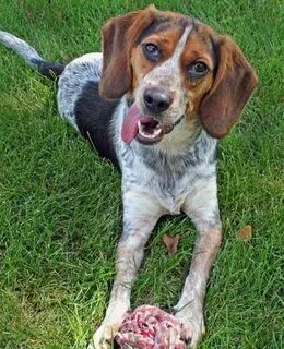 Wanta' play? Beagle mix puppies, Beagle mix, Coonhound