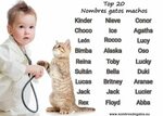 Nombres Para Gatos Machos Related Keywords & Suggestions - N