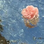 ♕ Pinterest poppiewillson Flower aesthetic, Water aesthetic,