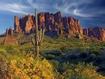 Lost Dutchman Flowers 0324 Painting by Mike Jones Photo