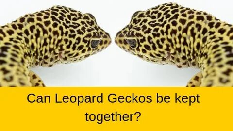 Gecok Genjer - K4 On Twitter Another Gecko Fact You Can T Id