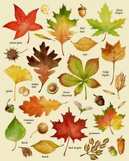 Autumn Leaves Print, Leaf Varieties, Types of Leaves, Seeds,