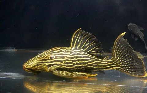 Gold Royal Pleco Lion fish, Catfish, Fish pet
