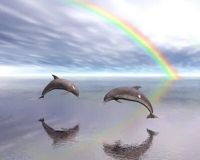 Second Life Marketplace - SLAM Dolphin Rainbow