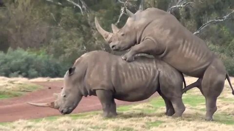 Rhinoceros Mating - VNZ News