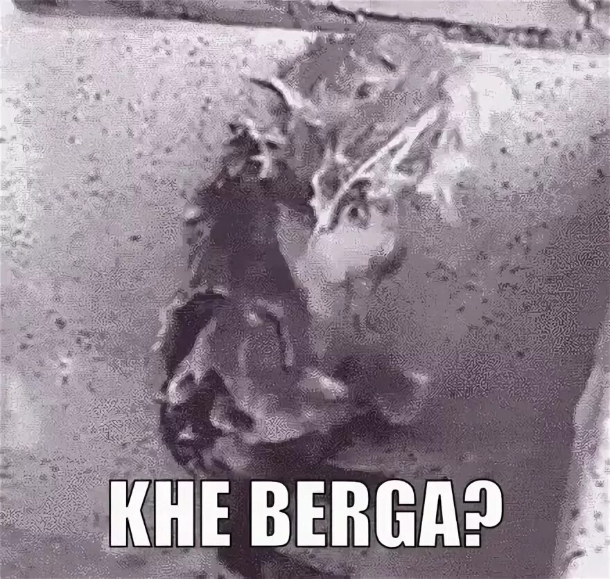 Khe Berga GIF - Khe Berga Khe Berga - Descubre & Comparte GI