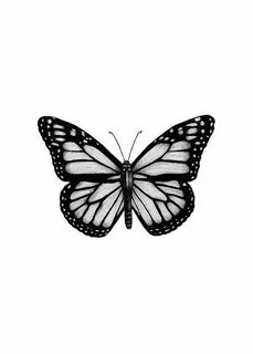 Butterfly Drawing Poster Butterfly tattoo designs, Monarch b