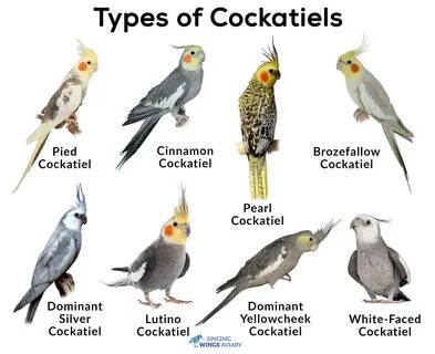 Cockatiels: Types, Care as Pets, Lifespan, Pictures Singing-