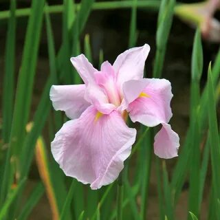 Japanese Iris Geisha Girl Purple and White Iris Ensata Purple and White Jap...