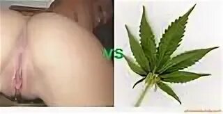 Sex And Marijuana acsfloralandevents.com