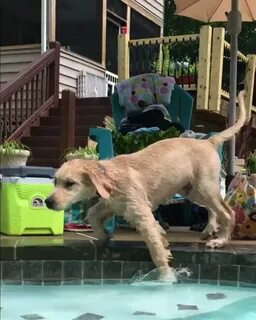 Clumsy Pup - GIF on Imgur