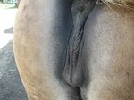 Beautiful Mare Pussy - 40 porn photo