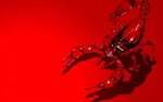 The Bloody scorpion, drawed, red x - Wallpapers, photografie