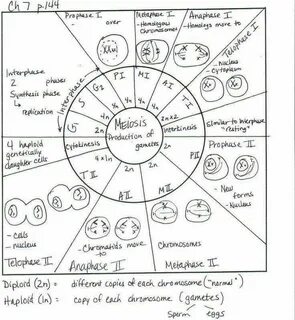 The Cell Cycle Coloring Worksheet Answers - worksheet