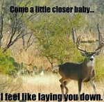 Feel like laying you down Deer hunting humor, Hunting humor,