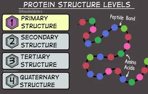 amoeba sisters video recap biomolecules chart - Monsa.manjan