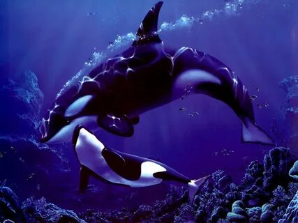 Orcas Wallpapers - Wallpaper Cave