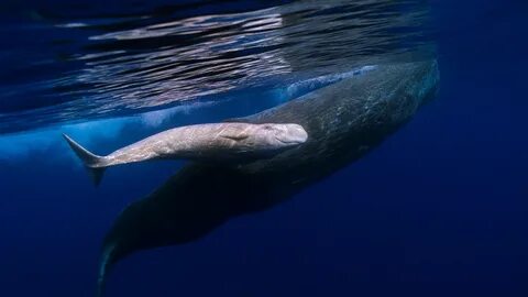 Sperm Whale Wallpapers - Top Free Sperm Whale Backgrounds - 