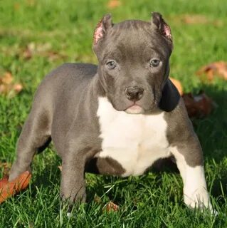 Pitbull Puppies for Sale Bully Pitbull Pups Blue Pits Bully 