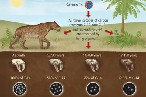 Metode carbon dating untuk menentukan umur fosil dari pengukuran waktu paru...