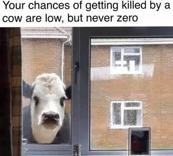 Cows man - Album on Imgur