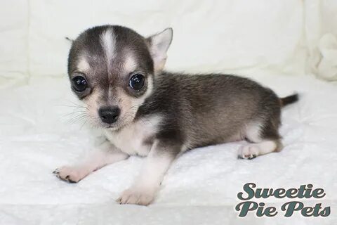 13+ Teacup Chihuahua Puppies For Sale California - us.Bleumo