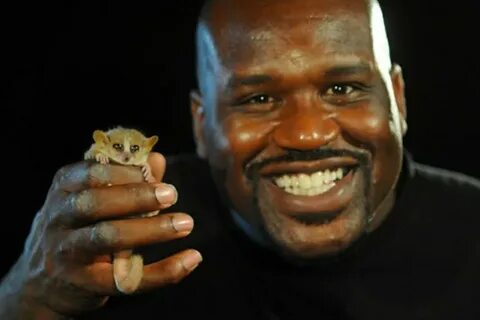 Shaq Holding Things (@ThingsShaq) Twitter (@ThingsShaq) — Twitter