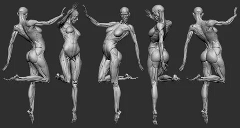 Wip-s 2013 Human anatomy art, Warrior woman, Zbrush models