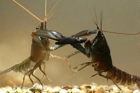 Research Finds Crayfish Win by Faking it Earth & Environment