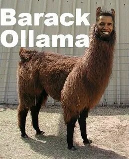 because. animal humor on Pinterest Llamas, Funny Animal and 