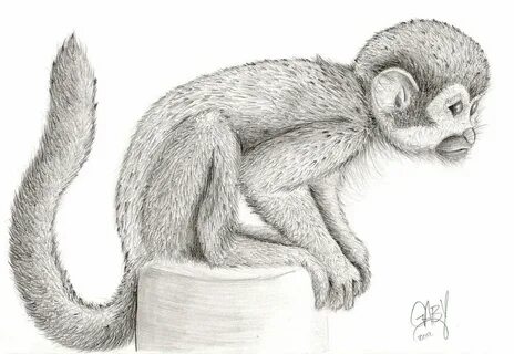 How To Draw A Realistic Spider Monkey - Image Sharing Site