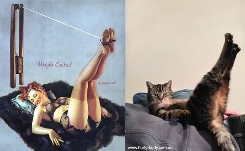 Funny Cats That Look Like Pin Up Girls favbulous