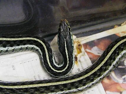 kingsnake.com photo gallery Garter Snakes Blue striped Garte