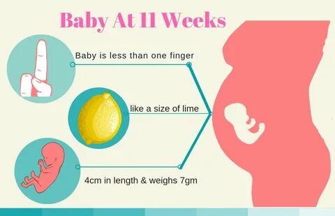 Development of the Baby at 11 Weeks.