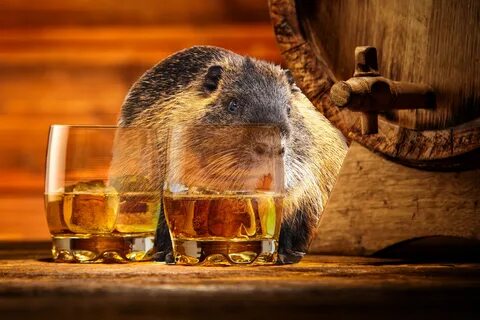 Distillery has new bourbon flavored by beaver secretion