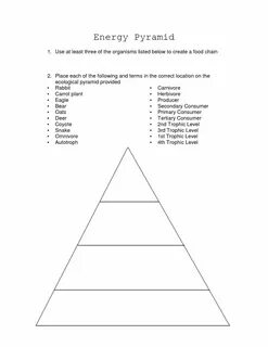 Blank Food Web Template Atlantaauctionco.com