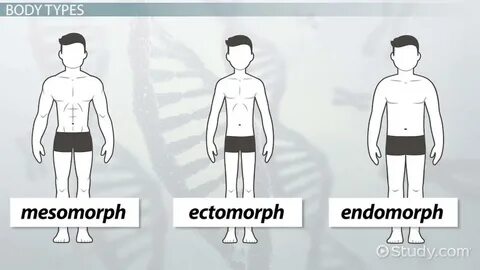 Garaga Male Body Types Ectomorph Mesomorph And Endomorph Typ