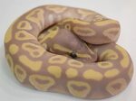 Banana Chocolate Mojave - Morph List - World of Ball Pythons