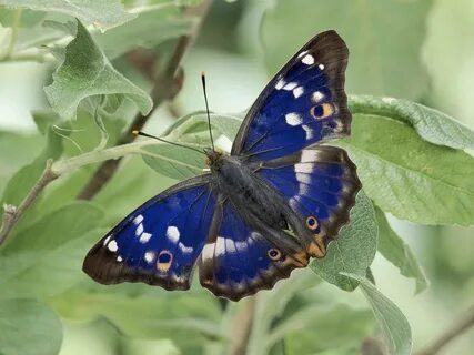 Blue and black butterfly on top of a leaf HD wallpaper Wallp