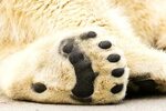 776 Polar Bear Paws Photos - Free & Royalty-Free Stock Photo