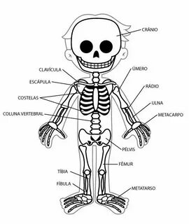 Imágenes del esqueleto humano para niños Esqueleto humano pa