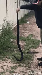 Snake Scary GIF - Snake Scary Hang - Discover & Share GIFs