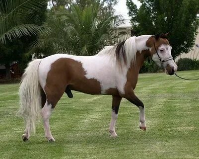 Mini stallion Miniature horse, Horses, Stallion horses