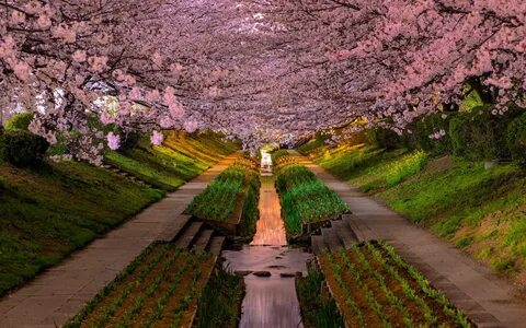 Аллея с цветущими деревьями сакуры обои на телефон / страниц