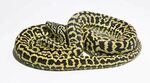Carpet Python Morphs - Morelia Spilota Complex