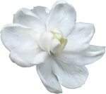gardenia png - Magnolia Clipart Gardenia Flower - Jasmine #1