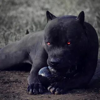 Cane Corso Pitbull Mix Black - dog.aircharterserviceplc.com