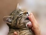 7 любопытных фактов о взаимоотношениях человека и кошки - От