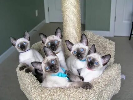 Carolina Blues Cattery Siamese Kittens for Sale Cattery, Kit
