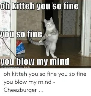 Oh Kitteh You So Fine You So Fine You Blow My Min Oh Kitteh 